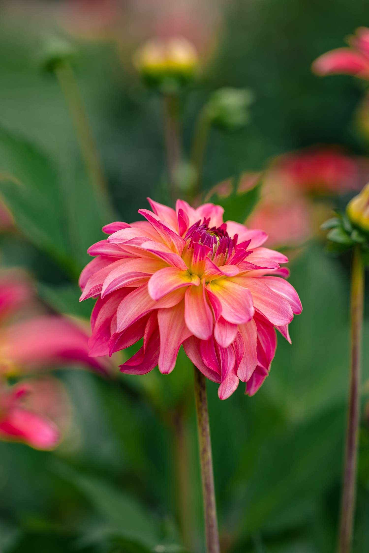 Dahlie 'Belfloor'